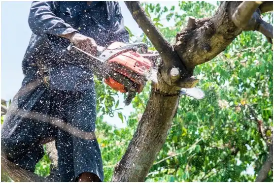 tree services Rockvale